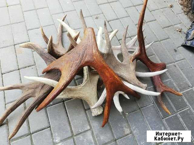 Рога лося, оленя, марала Нижний Тагил - изображение 1
