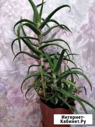 Алоэ Волгоград