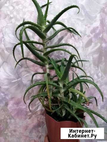 Алоэ Волгоград - изображение 1