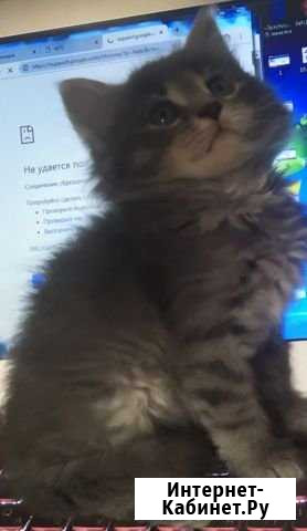 Котенок Абинск - изображение 1