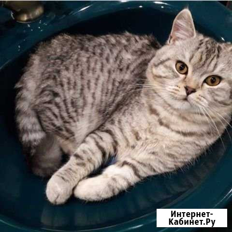 Котик 1 год Дмитриев-Льговский - изображение 1