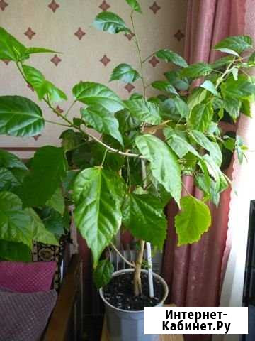 Гибискус (роза) Пенза - изображение 1