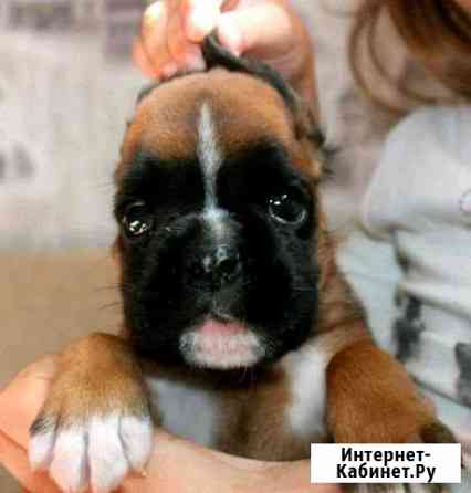 Щенок немецкий боксер Воронеж