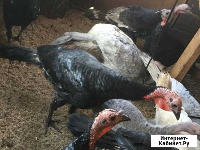 Индюки Миасс - изображение 1