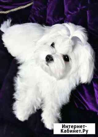 Девочка и мальчик мальтийской болонки Воронеж