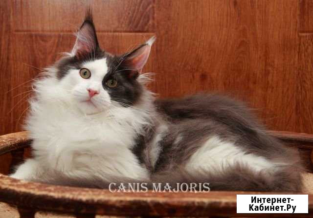 Елисей Москва - изображение 1