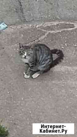 Котик Благовещенск