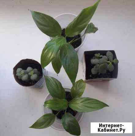 Цветы Толстянка, спатифилум Благовещенск