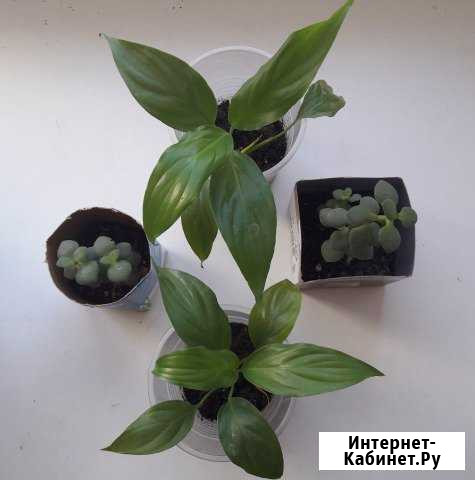 Цветы Толстянка, спатифилум Благовещенск - изображение 1