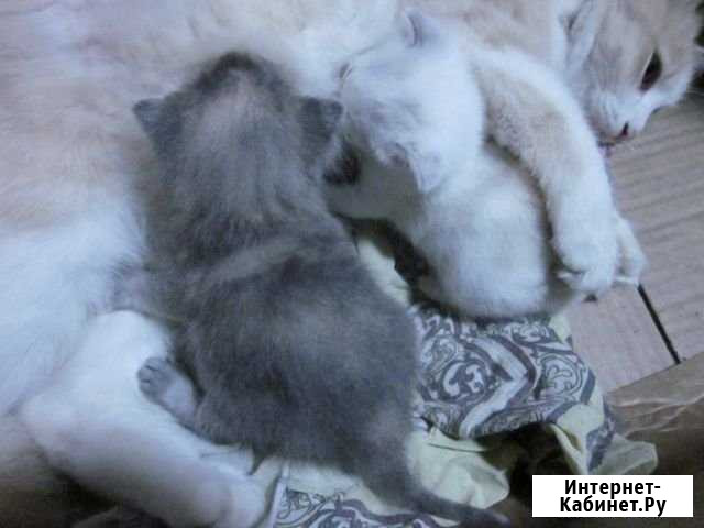 Отдам котят Подосиновец - изображение 1