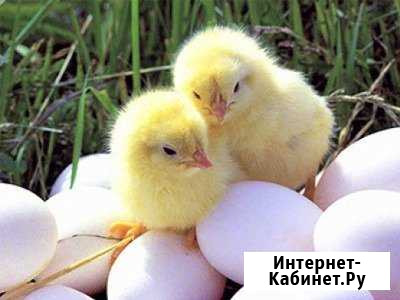 Инкубационное Яйцо в розницу и оптом Санкт-Петербург - изображение 1