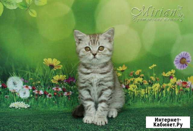 Мальчик с документами Ульяновск - изображение 1