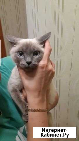 Котёнок Октябрьский - изображение 1