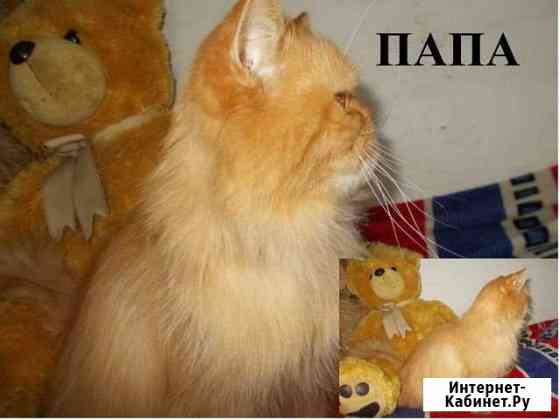 Авто улан удэ животные