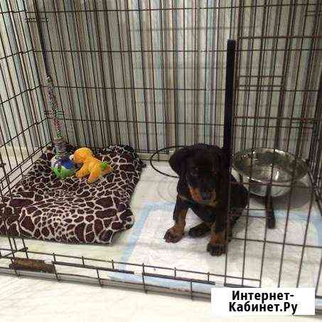 Клетка Краснодар