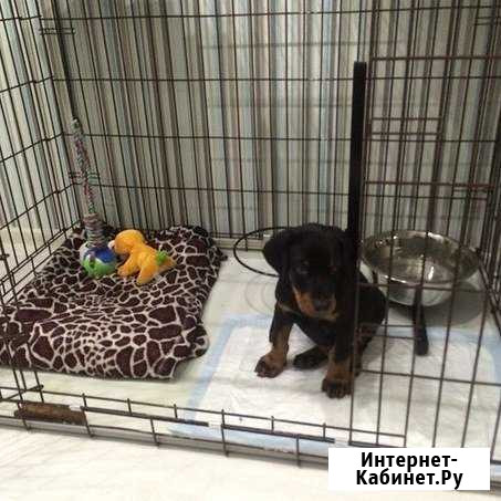 Клетка Краснодар - изображение 1