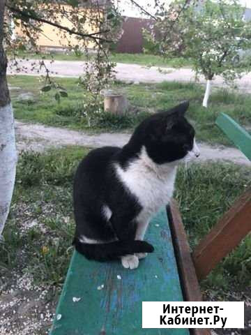 Отдам в добрые руки Острогожск - изображение 1