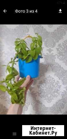 Цветы Краснодар - изображение 1