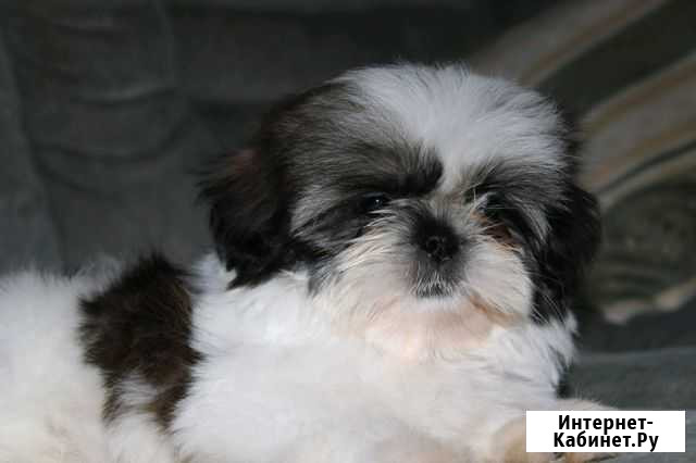 Детки 2мес Новосибирск - изображение 1