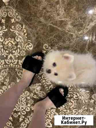 Шпиц мальчишка 2 месяца Воронеж