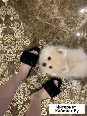 Шпиц мальчишка 2 месяца Воронеж - изображение 1