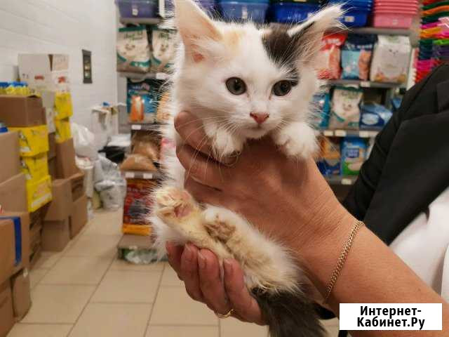 Котенок Александров - изображение 1