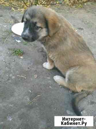 Милые щенки Ульяновск