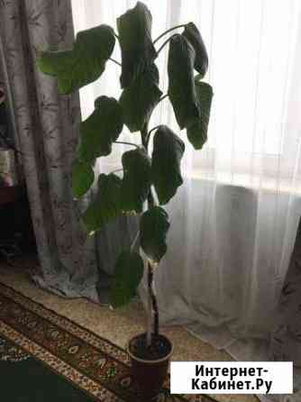 Большое дерево Омск