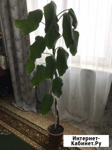 Большое дерево Омск - изображение 1