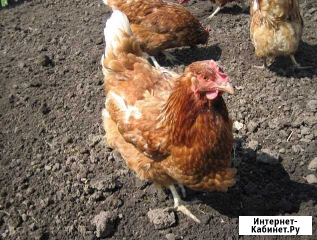 Куры несушки коричневые Челябинск - изображение 1