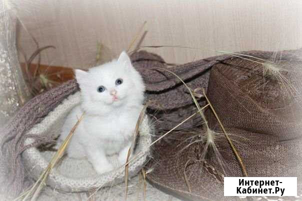 Красивые котята Турецкой Ангоры Нижний Тагил - изображение 1
