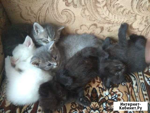 Британские котята Красюковская - изображение 1