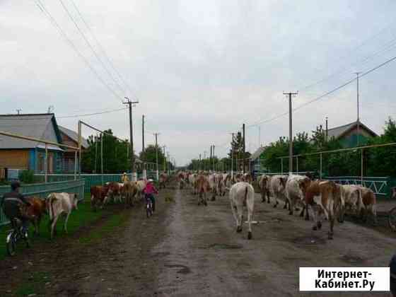 Крс,быки,коровы Набережные Челны
