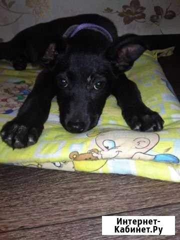 Ищет дом прекрасный охранник Севастополь - изображение 1