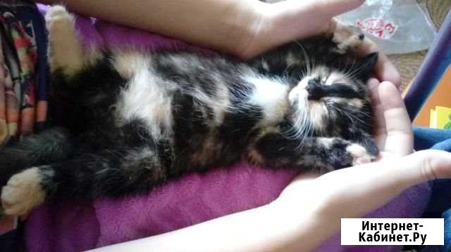 Котенок в добрые руки Киров - изображение 1