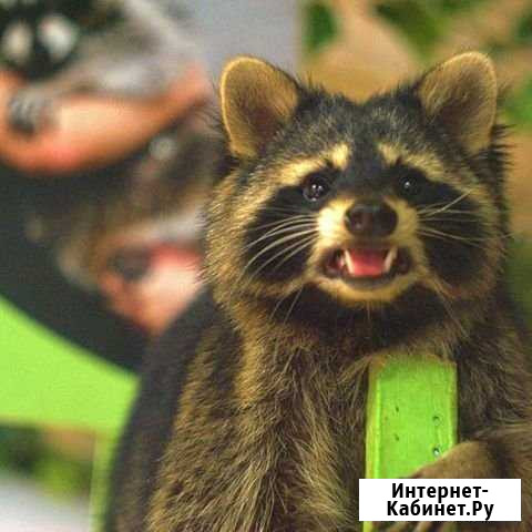 Экскурсия В гости к енотам Самара - изображение 1