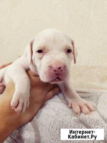 Щенки стафорда Екатеринбург - изображение 1