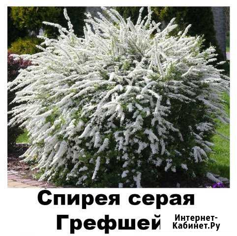 Спирея серая Опт Зкс 1/2л 30-60 см 2/3 года Верхнее Дуброво - изображение 1