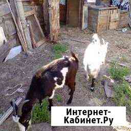 Продам 2х коз Юганец