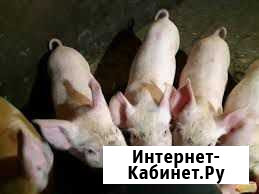 Поросята и курочки Руза - изображение 1