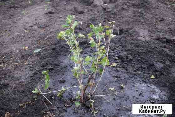 Саженец крыжовника Белгород