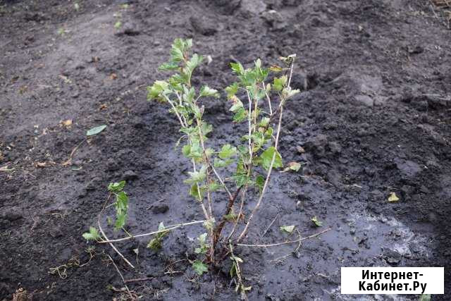 Саженец крыжовника Белгород - изображение 1