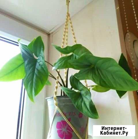 Сингониум Гуково - изображение 1