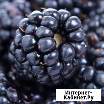 Саженцы ежевики сорт Техас Веселое - изображение 1