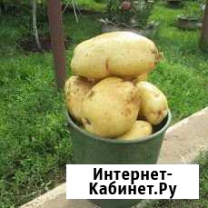 Картофель Йошкар-Ола - изображение 1