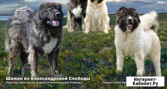 Щенки кавказской овчарки Набережные Челны