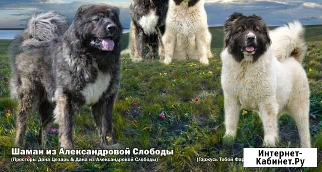 Щенки кавказской овчарки Набережные Челны - изображение 1