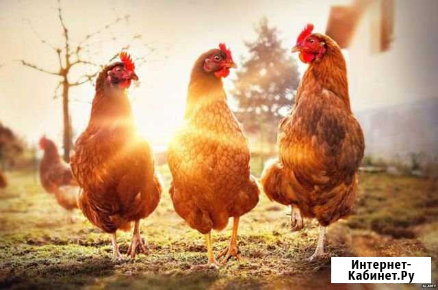 Куры несушки с доставкой до дома Камызяк - изображение 1