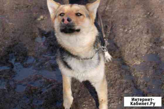 отдам той терьера в добрые руки. мы взяли котенка. питомник собак в твери. кошечки в добрые руки москва. в добрые руки тверская.