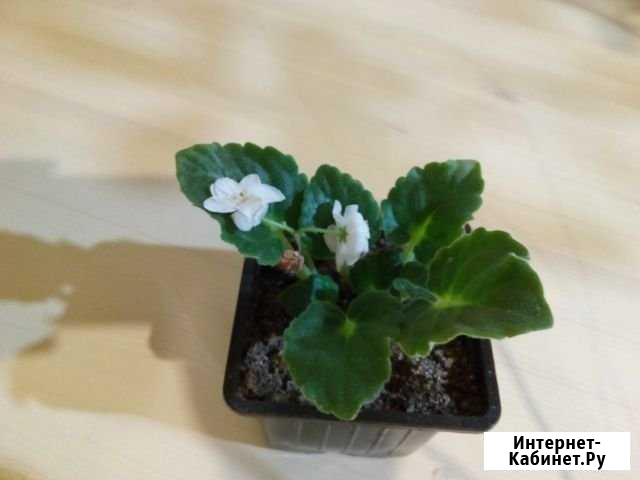 Продам фиалку Кулебаки - изображение 1